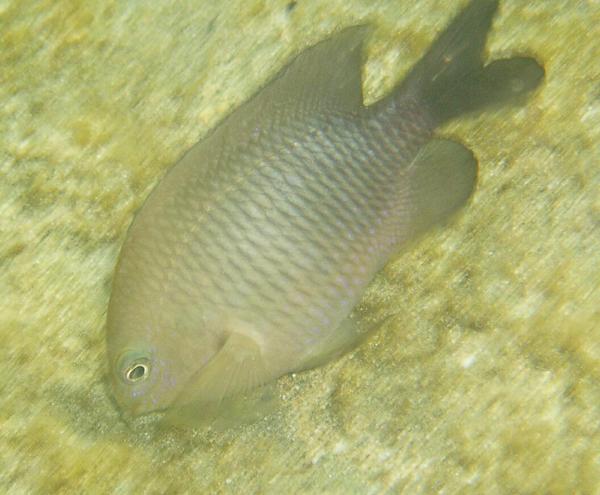 Damselfish - Dusky Damselfish