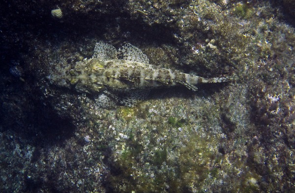 Flatheads - Crocodile Flathead