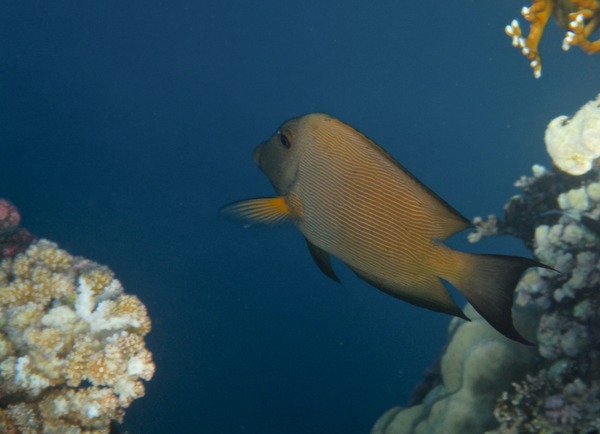 Surgeonfish - Striped Bristletooth