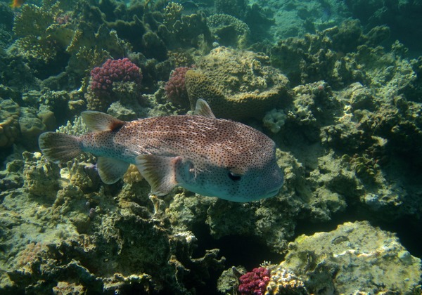 Porcupinefish - Porcupinefish