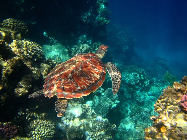 Turtle - Hawksbill Turtle