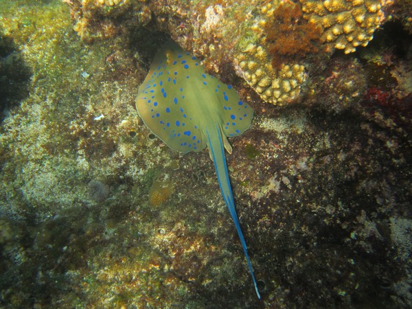 Stingrays - Blue Spotted Stingray