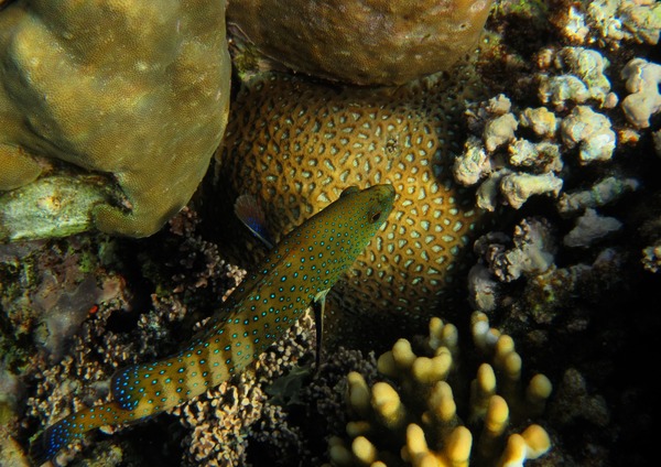 Groupers - Peacock Grouper