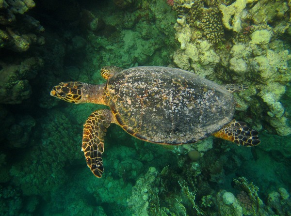 Turtle - Hawksbill Turtle