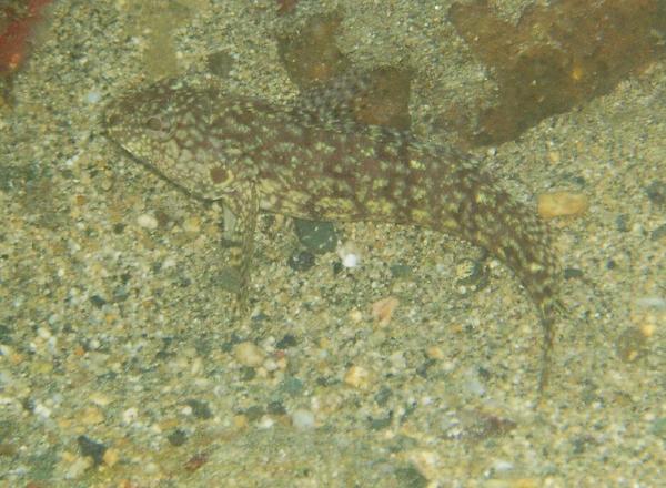 Blennies - Hairy Blenny