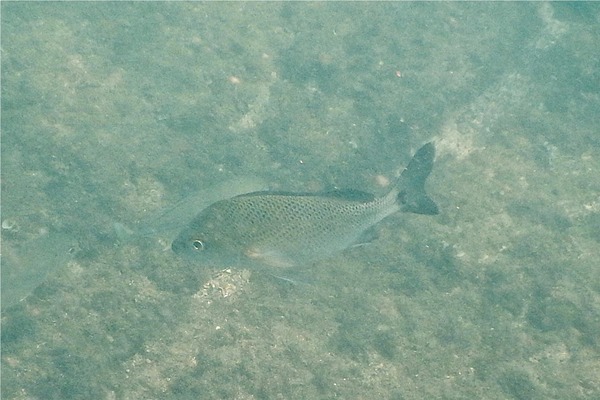 Grunts - Mojarra Grunt Grunts - Mojarra Grunt