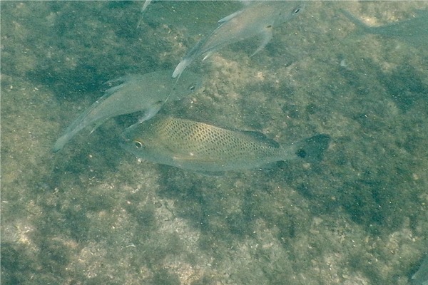 Grunts - Mojarra Grunt Grunts - Mojarra Grunt