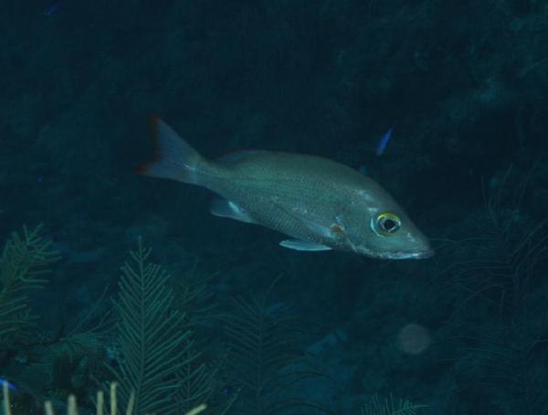 Snappers - Mahogany Snapper Snappers - Mahogany Snapper