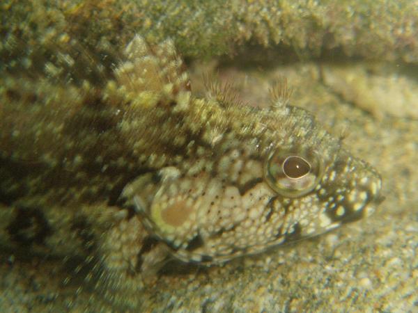 Blennies - Hairy Blenny