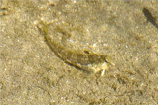 Blennies - Delicate Triplefin Blenny