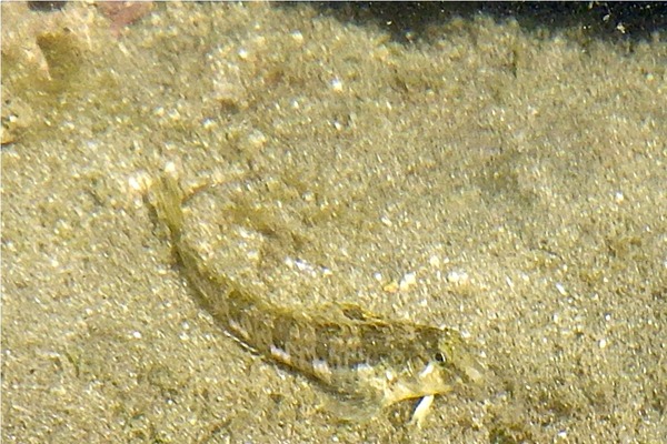 Blennies - Delicate Triplefin Blenny