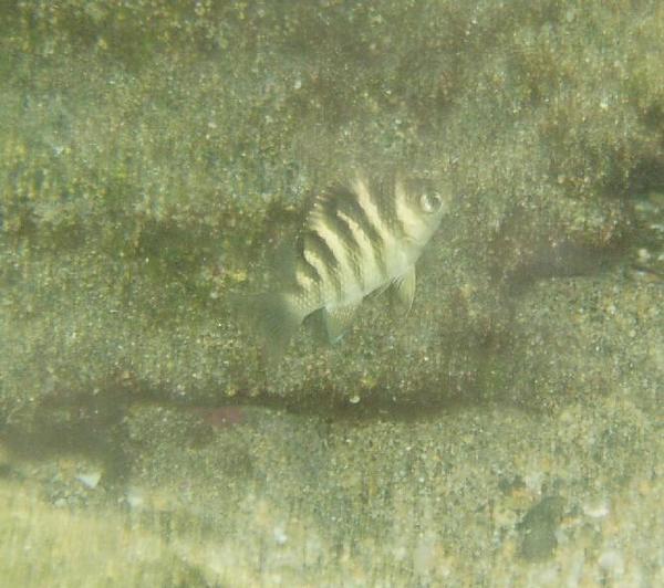 Damselfish - Night Sergeant