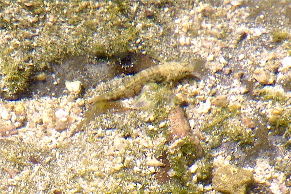 Gobies - Estuarine Frillfin Goby