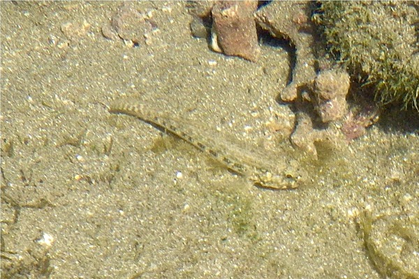 Gobies - Estuarine Frillfin Goby Gobies - Estuarine Frillfin Goby