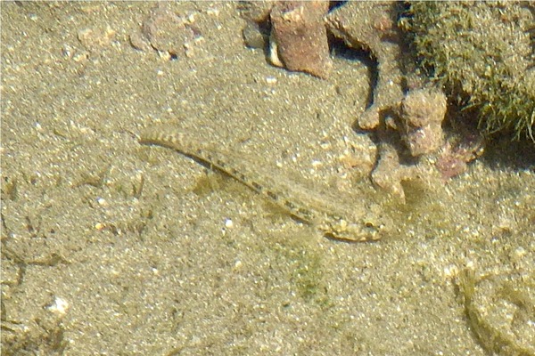 Gobies - Estuarine Frillfin Goby