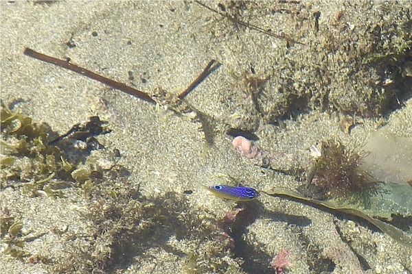 Blennies - Fishgod Blenny