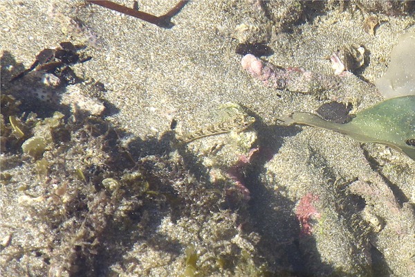 Blennies - Fishgod Blenny