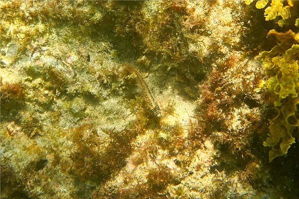 Blennies - Redside Blenny