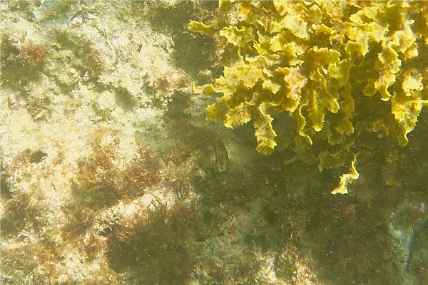 Blennies - Redside Blenny