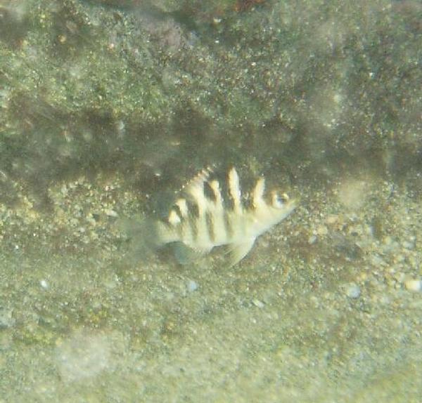 Damselfish - Night Sergeant