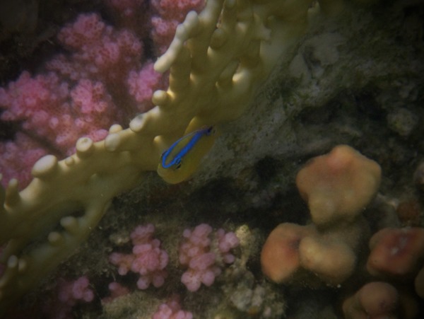 Damselfish - Onespot Demoiselle