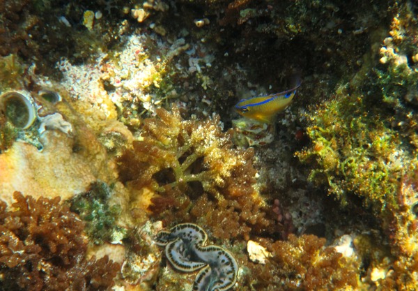 Damselfish - Onespot Demoiselle