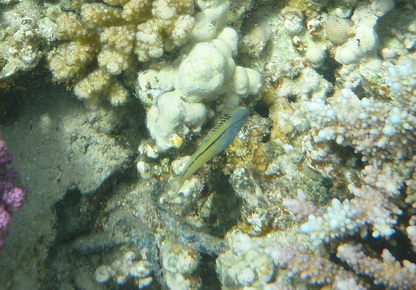 Blennies - Blackline Fangblenny