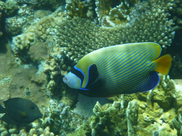 Angelfish - Emperor Angelfish