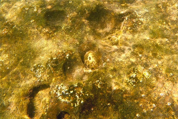 Limpets - Green Panama Keyhole Limpet Limpets - Green Panama Keyhole Limpet