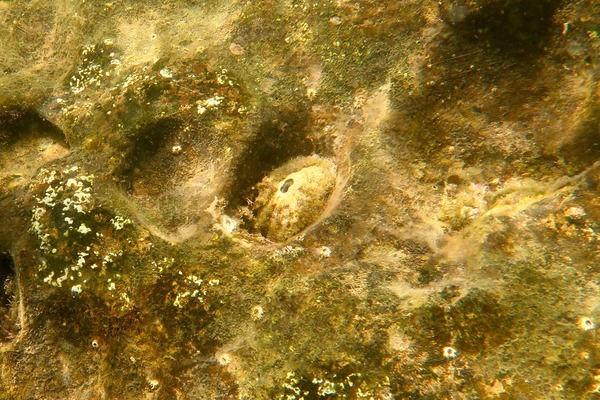 Limpets - Green Panama Keyhole Limpet Limpets - Green Panama Keyhole Limpet