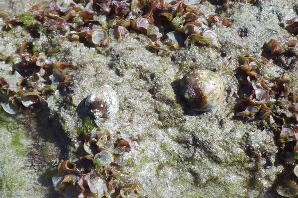 Bivalve Mollusc - Gourd Rock Shell