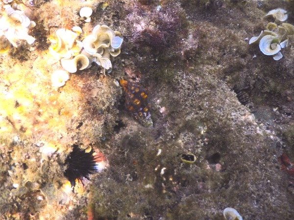 Sea Snails - Short-tooth Thorn Drupe