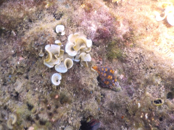 Sea Snails - Short-tooth Thorn Drupe