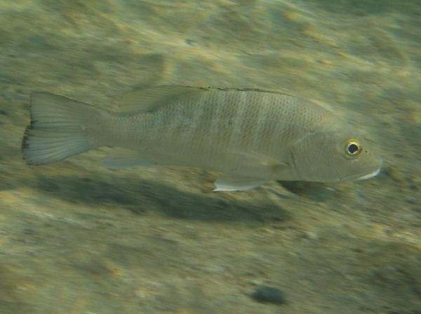 Snappers - Mutton Snapper