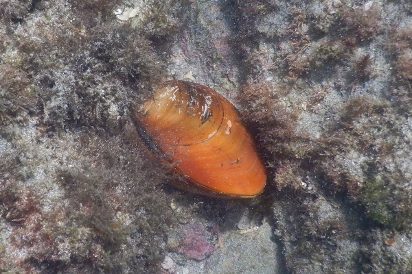 Bivalve Mollusc - Hinds Venus Clam