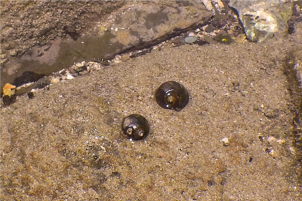 Gastropods - Single Banded Moon Snail