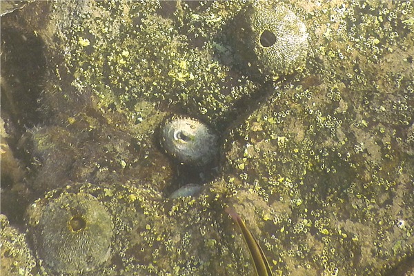 Limpets - Sculptured Keyhole Limpet Limpets - Sculptured Keyhole Limpet