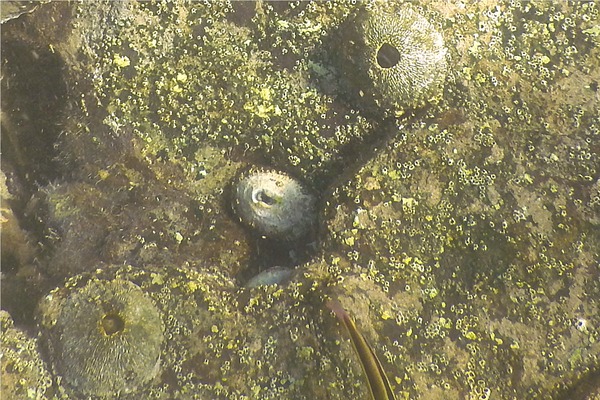 Limpets - Sculptured Keyhole Limpet