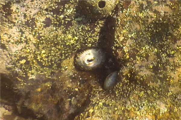 Limpets - Sculptured Keyhole Limpet Limpets - Sculptured Keyhole Limpet