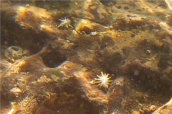 Limpets - Giant False Limpet Limpets - Giant False Limpet