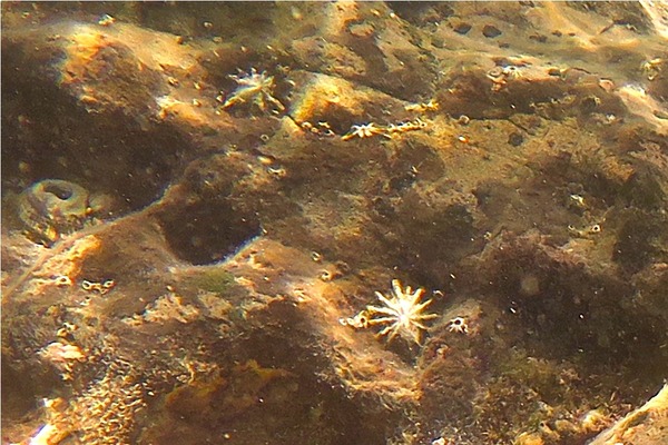 Limpets - Giant False Limpet