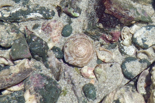Sea Snails - Grinning Tun Sea Snails - Grinning Tun