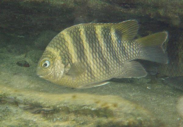 Damselfish - Night Sergeant