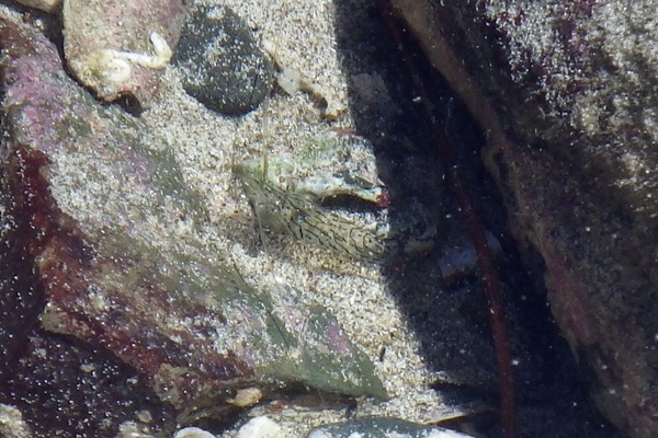 Palaemonidae - Tidepool Shrimp