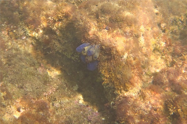 Tunicate - Bluebell Tunicate