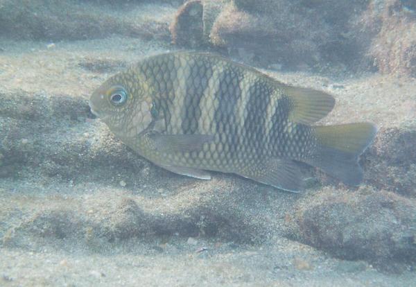 Damselfish - Night Sergeant