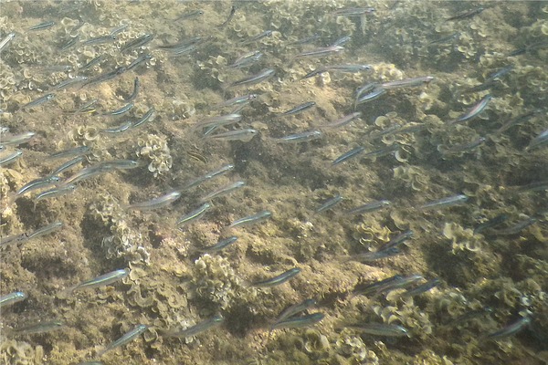 Silversides - Landia Silverside Silversides - Landia Silverside