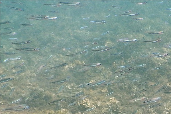 Silversides - Landia Silverside Silversides - Landia Silverside