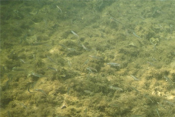 Silversides - Moon Silverside Silversides - Moon Silverside