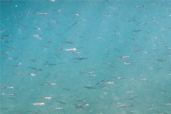 Silversides - Star Silverside Silversides - Star Silverside
